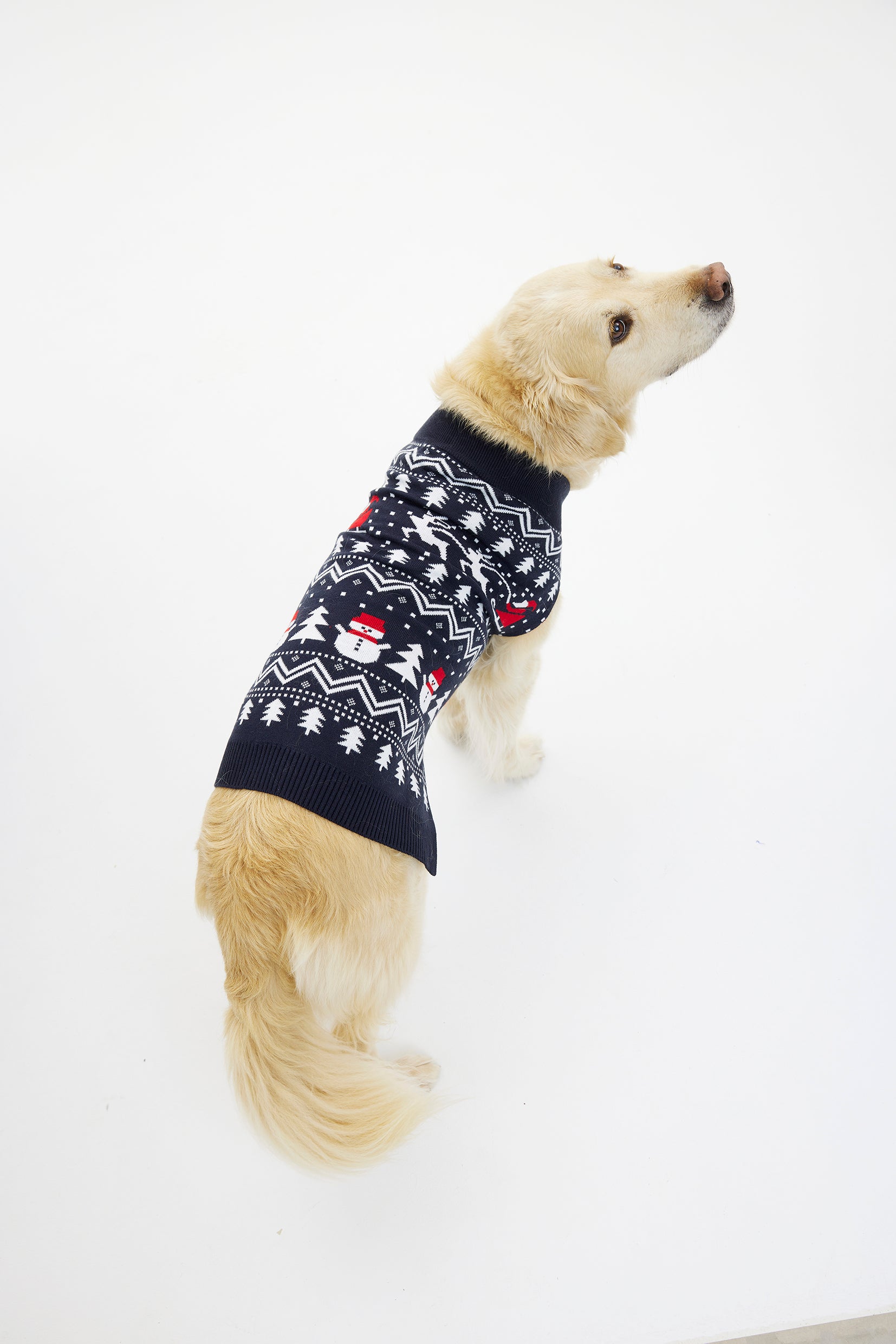 Den stilfulle julegenser til hund